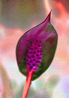 Floral Abstract