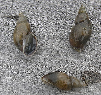 Snails