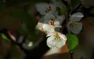 Apple blossom