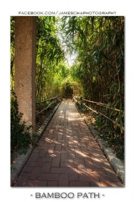 Bamboo Path