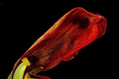 dried tulip petal 2