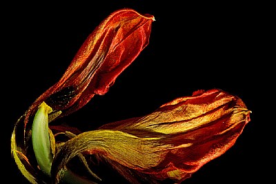 dried tulip petal 3