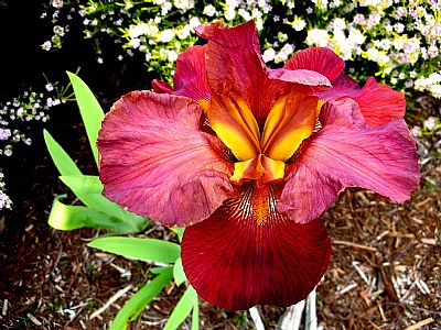 The Beauty In An Iris