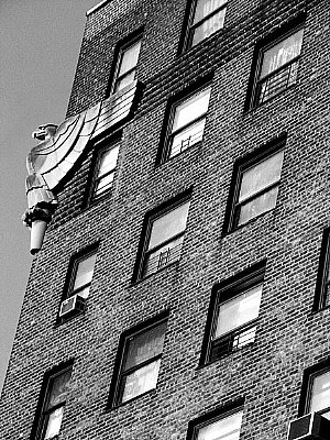 Bird on a Building