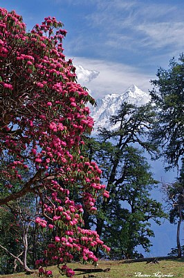 Rhododendron in full bloom
