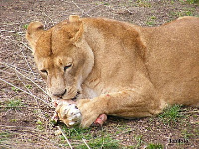 Wildlife lunch