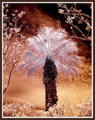 Palm Tree  Infrared digitally Colored