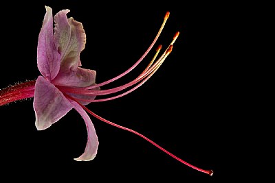 WV wild azalea-pinkster -detail
