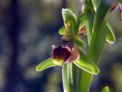 Ophrys carmeli