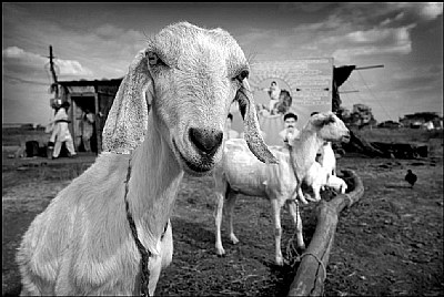 Goat at a Farmer's Hut