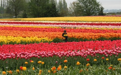 Tulips! Tulips!