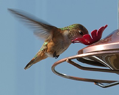 Morning Hummingbird