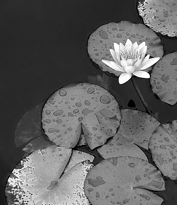 Lily and Pads