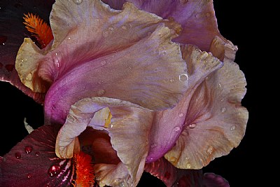 convoluted iris