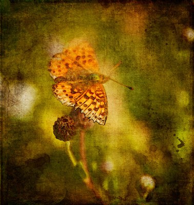 Butterfly and burdock