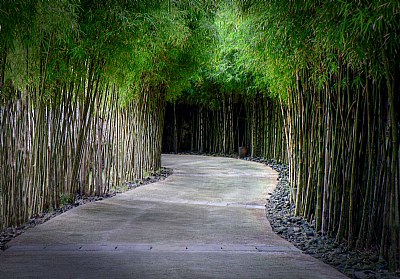 bamboo laneway