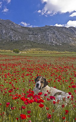  Shepherds Dog