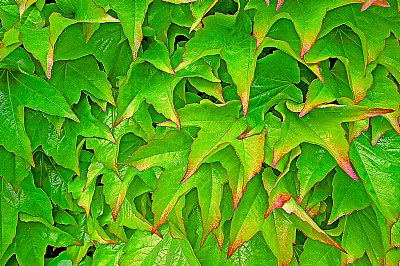 Patterns in Green and Red