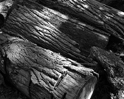 Texture in a Log Pile