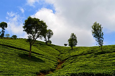 tea estates