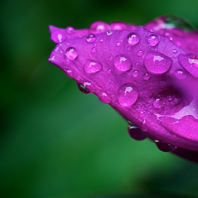 Rhodo in the Rain