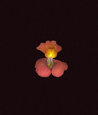 Snapdragon