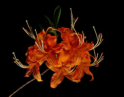 WV wild azalea- flame late bloomer-different light source