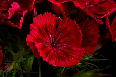 sweet william -red 