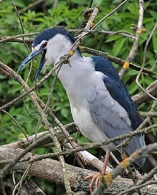 Nycticorax Nycticorax