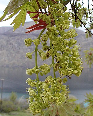 Acer Macrophyllum
