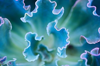 fractal in blue