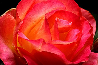rainbow rose 3 ver.3