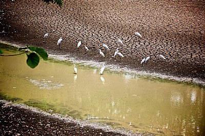 Drought and white cranes