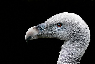 Vulture