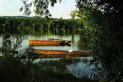 Morning on the Danube II