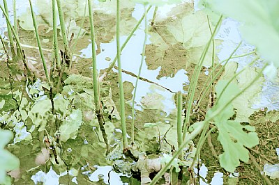 leaves in lime 