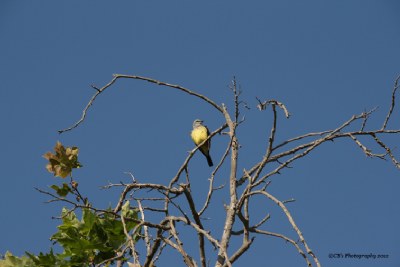 "Yellow Bird"