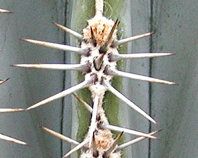 Cactus Spine