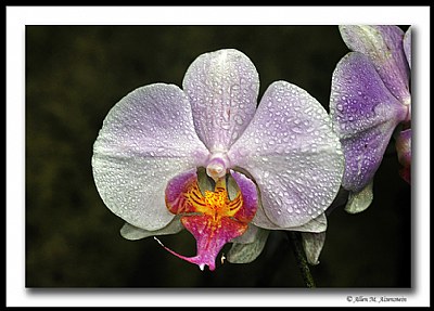 Phalenopsis Orchid (d6550)