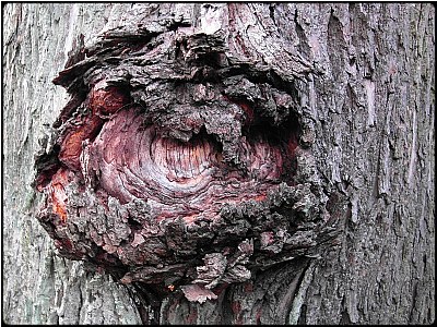 tree scar