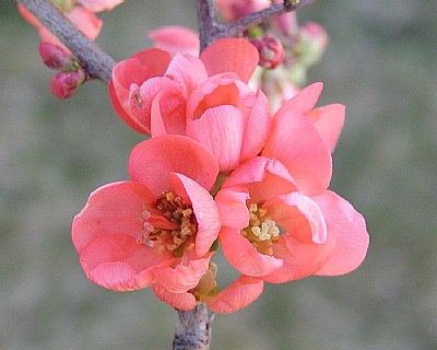 Flowering Quince