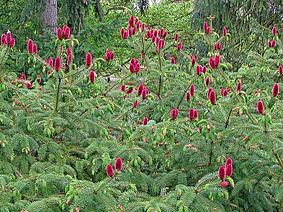 Red in evergreen