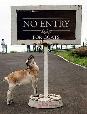 NO ENTRY FOR GOATS