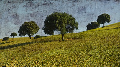  Trees and Sunflowers