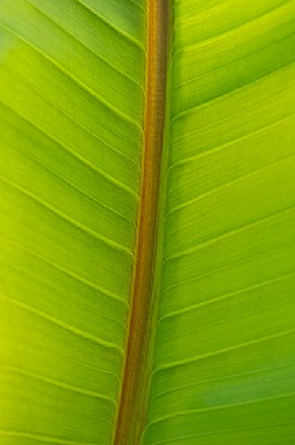 Banana Leaf Striations