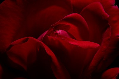 knockout rose 3 ver. 5