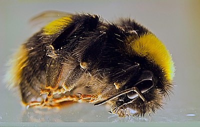 crashed bumblebee
