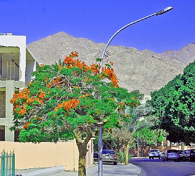 Street, Tree & Mountain