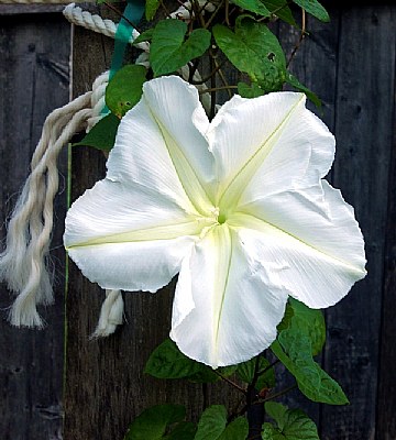 Moon Flower