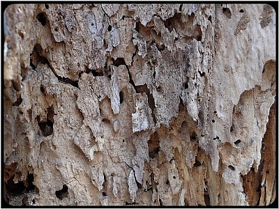 tree skin